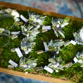 Rosemary-Brett-128