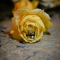 Rosemary-Brett-674